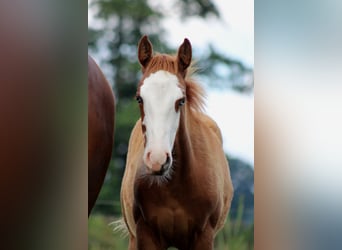 American Quarter Horse, Mare, Foal (03/2025), 14,2 hh, Chestnut-Red