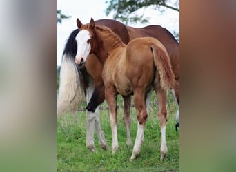 American Quarter Horse, Mare, Foal (03/2025), 14,2 hh, Chestnut-Red
