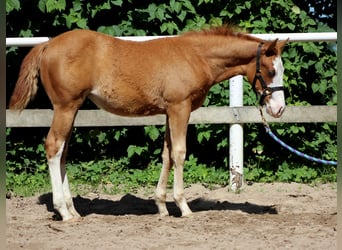 American Quarter Horse, Mare, Foal (03/2025), 14,2 hh, Chestnut-Red