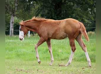 American Quarter Horse, Mare, Foal (03/2025), 14,2 hh, Chestnut-Red