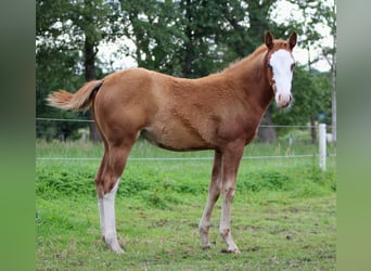American Quarter Horse, Mare, Foal (03/2025), 14,2 hh, Chestnut-Red