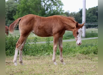American Quarter Horse, Mare, Foal (03/2025), 14,2 hh, Chestnut-Red