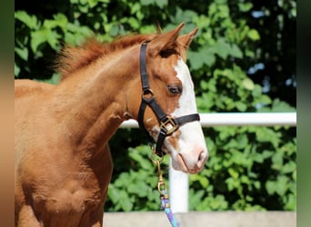 American Quarter Horse, Mare, Foal (03/2025), 14,2 hh, Chestnut-Red