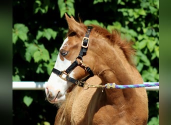 American Quarter Horse, Mare, Foal (03/2025), 14,2 hh, Chestnut-Red