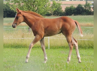 American Quarter Horse, Mare, Foal (05/2025), 14,2 hh, Chestnut-Red