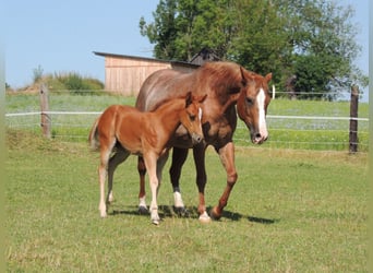 American Quarter Horse, Mare, Foal (05/2025), 14,2 hh, Chestnut-Red