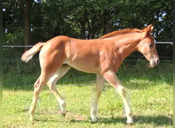 American Quarter Horse, Mare, Foal (05/2025), 14,2 hh, Chestnut-Red