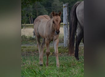 American Quarter Horse, Mare, Foal (07/2025), 14,2 hh, Dun