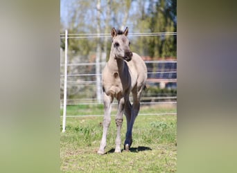American Quarter Horse, Mare, Foal (01/2026), 14,2 hh, Grullo