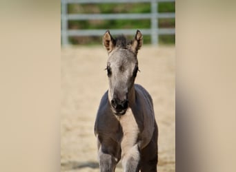 American Quarter Horse, Mare, Foal (01/2026), 14,2 hh, Grullo