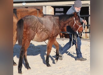 American Quarter Horse, Mare, Foal (05/2025), 14,2 hh, Roan-Bay