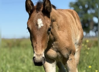 American Quarter Horse, Mare, , 14,3 hh, Brown
