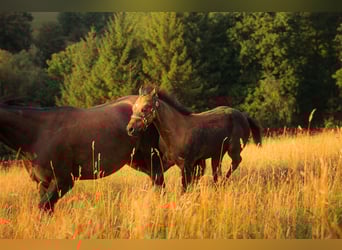 American Quarter Horse, Mare, Foal (05/2025), 14,3 hh, Buckskin