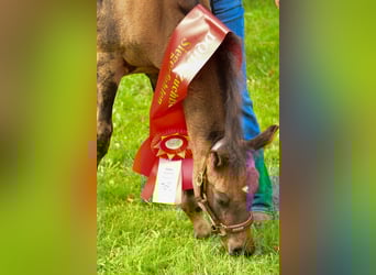 American Quarter Horse, Mare, Foal (05/2025), 14,3 hh, Buckskin