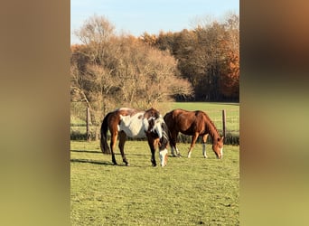American Quarter Horse, Mare, Foal (01/2025), 14,3 hh, Chestnut-Red
