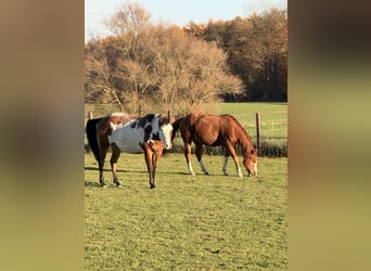 American Quarter Horse, Mare, Foal (01/2025), 14,3 hh, Chestnut-Red