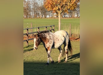 American Quarter Horse, Mare, Foal (01/2025), 14,3 hh, Chestnut-Red