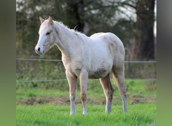 American Quarter Horse, Mare, Foal (04/2025), 14,3 hh, Palomino