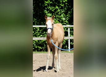 American Quarter Horse, Mare, , 14,3 hh, Palomino