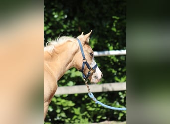 American Quarter Horse, Mare, , 14,3 hh, Palomino