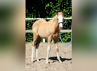 American Quarter Horse, Mare, , 14,3 hh, Palomino