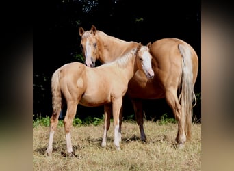 American Quarter Horse, Mare, Foal (04/2025), 14,3 hh, Palomino