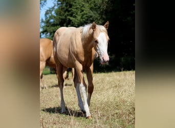 American Quarter Horse, Mare, Foal (04/2025), 14,3 hh, Palomino