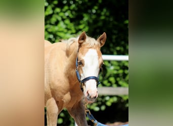 American Quarter Horse, Mare, , 14,3 hh, Palomino