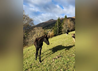 American Quarter Horse, Stute, Fohlen (05/2024), 15,1 hh, Rappe