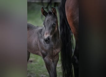 American Quarter Horse, Mare, Foal (05/2026), 15.1 hh, Brown