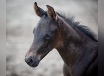 American Quarter Horse, Mare, Foal (05/2026), 15.1 hh, Brown