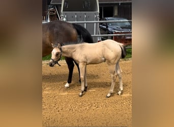 American Quarter Horse, Mare, Foal (05/2024), 15.1 hh, Buckskin