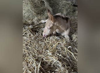 American Quarter Horse, Mare, Foal (06/2024), 15.1 hh, Champagne