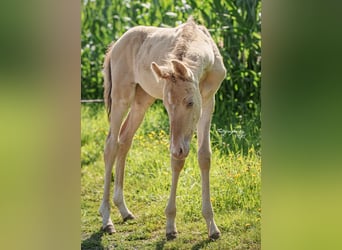 American Quarter Horse, Mare, Foal (06/2024), 15,1 hh, Champagne