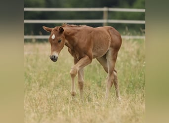 American Quarter Horse, Mare, Foal (05/2026), 15.1 hh, Chestnut-Red