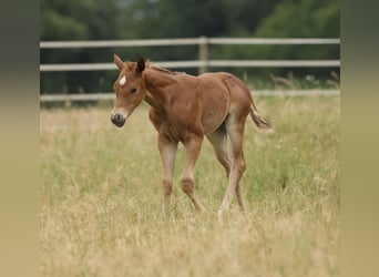 American Quarter Horse, Mare, Foal (05/2026), 15.1 hh, Chestnut-Red
