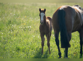 American Quarter Horse, Mare, Foal (04/2026), 15.1 hh, Chestnut-Red