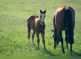 American Quarter Horse, Mare, Foal (04/2026), 15.1 hh, Chestnut-Red