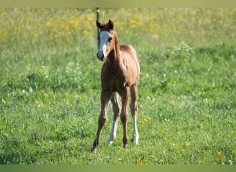 American Quarter Horse, Mare, Foal (04/2026), 15.1 hh, Chestnut-Red