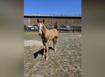 American Quarter Horse, Mare, Foal (04/2026), 15.1 hh, Chestnut-Red