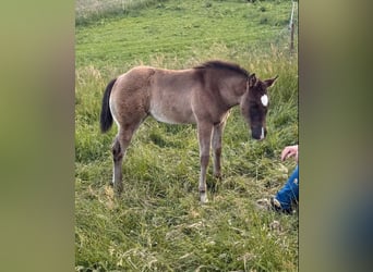 American Quarter Horse, Mare, Foal (04/2026), 15.1 hh, Grey