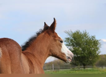 American Quarter Horse Mix, Mare, Foal (04/2024), 15.1 hh, Overo-all-colors