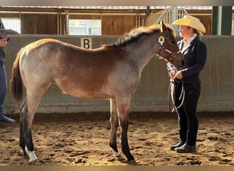 American Quarter Horse, Mare, Foal (05/2026), 15.1 hh, Roan-Bay