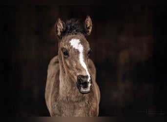 American Quarter Horse, Stute, Fohlen (03/2024), 15,1 hh, Schwarzbrauner