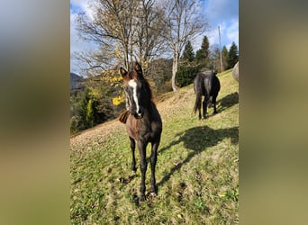 American Quarter Horse, Stute, Fohlen (03/2024), 15,1 hh, Schwarzbrauner