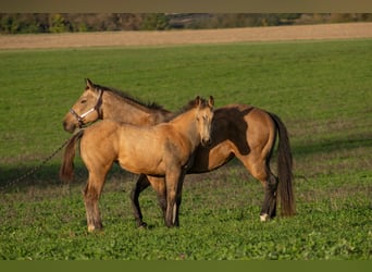 American Quarter Horse, Mare, , 15,2 hh, Buckskin