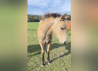 American Quarter Horse, Mare, Foal (05/2024), 15,2 hh, Buckskin