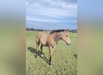 American Quarter Horse, Mare, Foal (05/2024), 15,2 hh, Buckskin