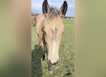 American Quarter Horse, Mare, Foal (05/2024), 15,2 hh, Buckskin