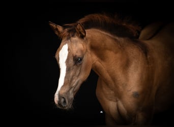 American Quarter Horse, Mare, Foal (04/2024), 15.2 hh, Red Dun